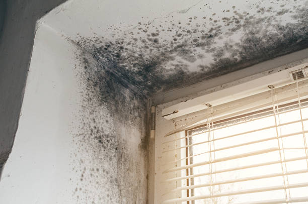 Affordable Black Mold Remediation solutions in Columbus, NC